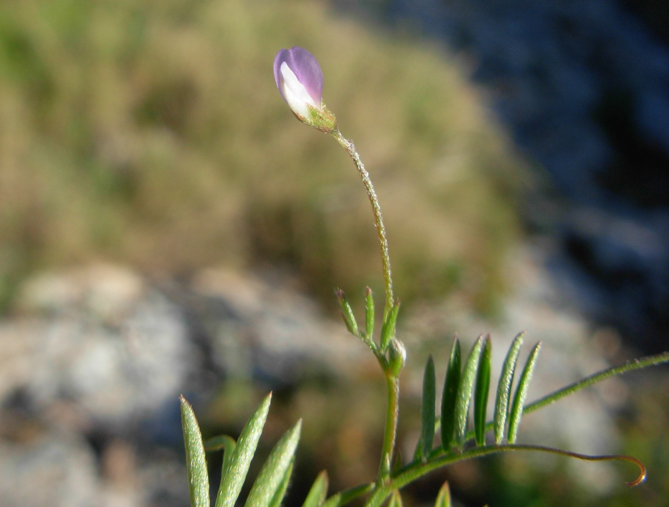 Ervum tetraspermum (=Vicia tetrasperma) / veccia a quattro semi